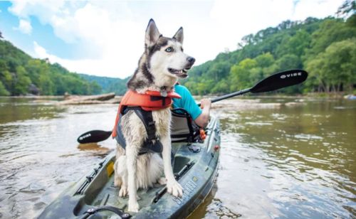 dog kayaking