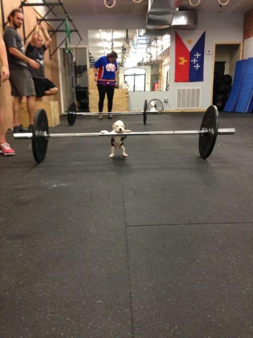 awwww-cute:  Bro, do you even lift? (Source: http://ift.tt/1D7fOpg)
