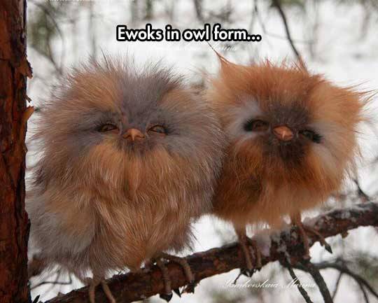 daily-meme:
“ These Tiny Balls Of Fluffiness.
”