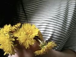 freehughippie:  augustcold:  dandelions remind me of summer and warmth and happiness, even if they are just a weed  You know, the entire dandelion is edible :) even the roots! Its also incredibly helpful for bees in spring time! ;) i don’t know why