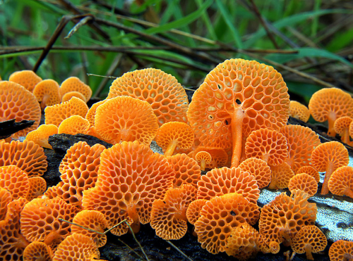 all-thats-interesting:Fascinating FungiMushrooms are lovely. Lovely to eat, lovely to look at, and t