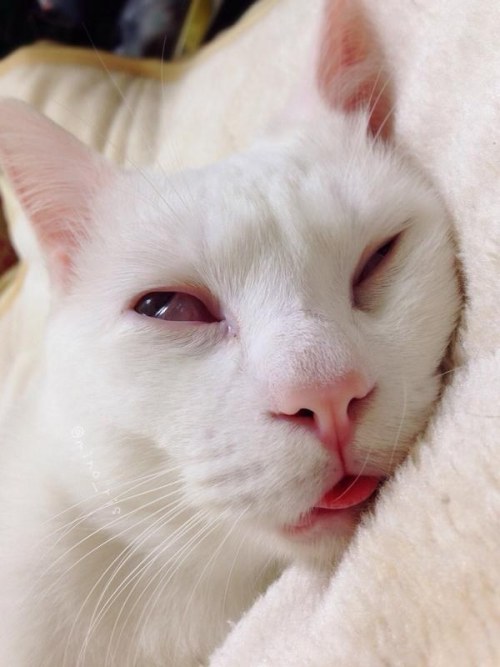 misstransatlantic: kittehkats: More of Setsu-chan at his derpy best. Drool on my friend.  Drool