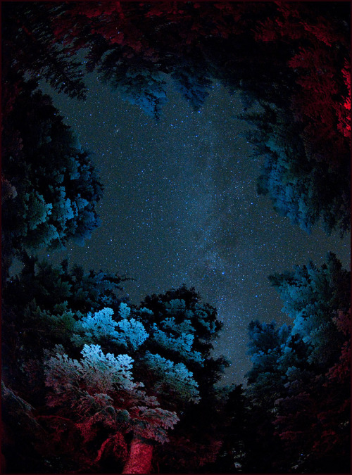ethereo:  Andromeda and the Milky Way floating among the trees (by victorvonsalza) 