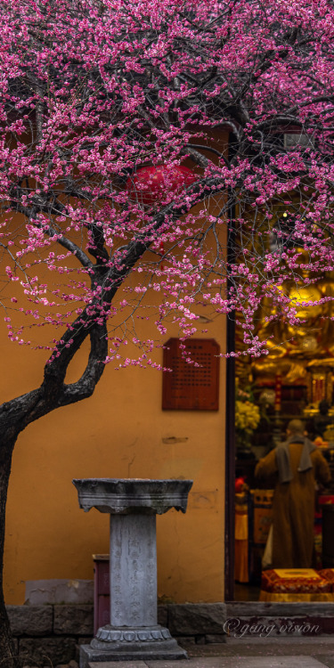 red plum blossoms, tiefosi铁佛寺, huzhou, zhejiang province by 影像视觉杨