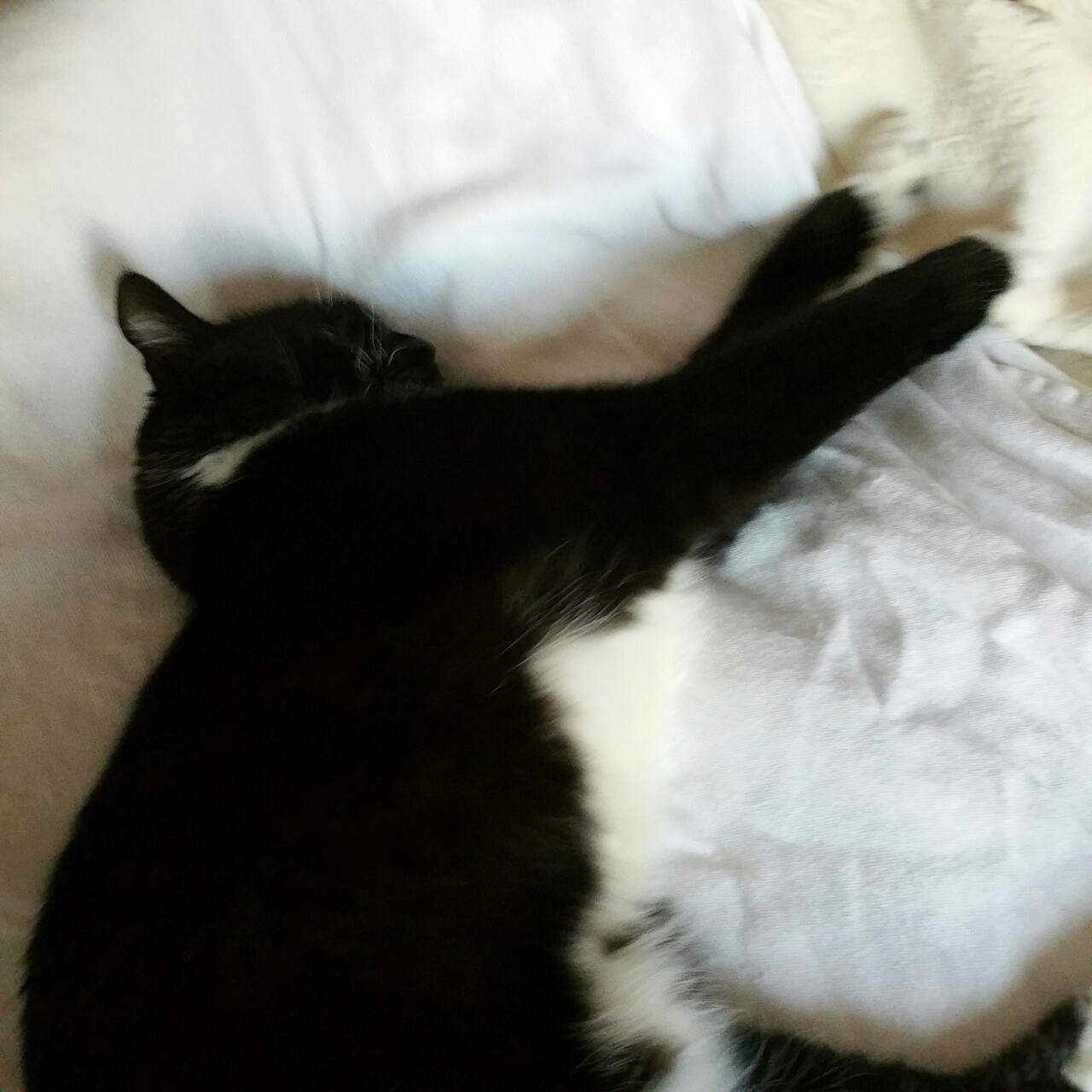autisticsouda:  ok but consider: my cats 