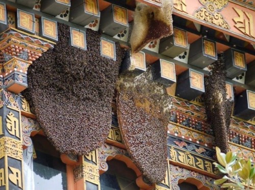 Bee’s &amp; their hives are amazing&hellip;.