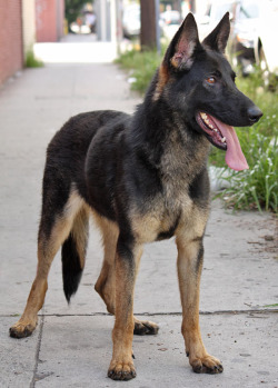 German Shepherd Dogs