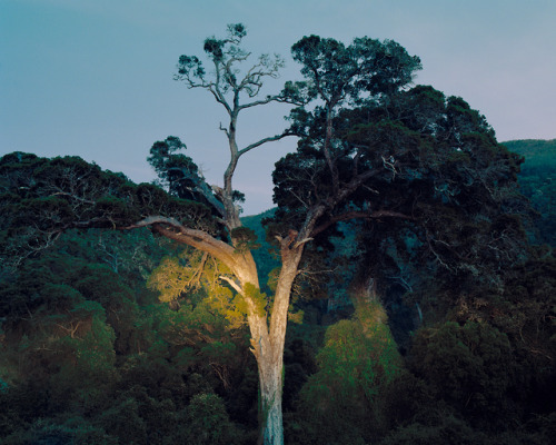 kent-andreasen: Big Tree Natures Valley