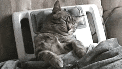 Cats will literally sleep anywhere...