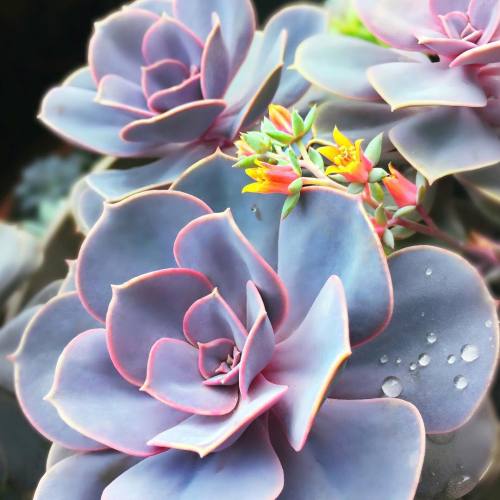 andantegrazioso - Succulent pink lining | justbeingcon