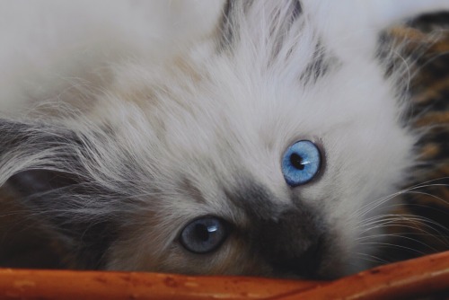 fuckyeahfelines:Our ragdoll kittens(submitted byliterallyoverit)