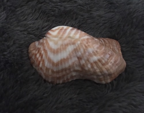 Arca Zebra (Turkey Wing Clam)