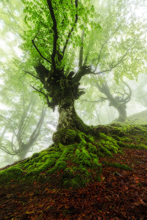 Una criatura del bosque mas by Alfredo.