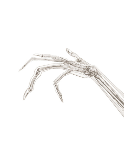 Comparative Illustrations Of Hands For National Geographic Magazine ByBryan Christie Design