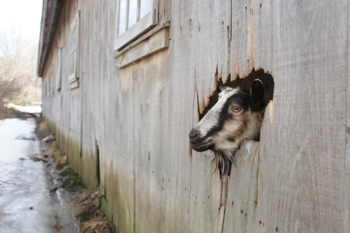 nighswander: Goats looking out a hole in a barn in Gilmanton, New Hampshire