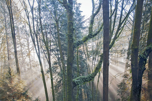 Christmas Morning in Robson Ravine, Surrey, BC by Scarlet Black