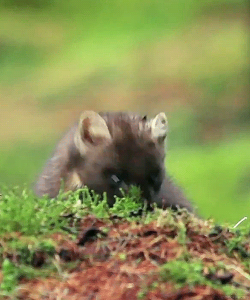 biomorphosis:  Pine martens are small tree-climbing mammals belonging to the weasel