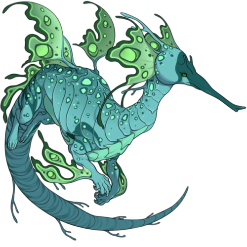 verceri:I went and redrew the adult sketch of the Seadragons from my other post here. (I’ve yet to r