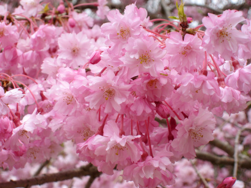 竹田の里しだれ桜まつり2014年4月12日(土)～4月26日(土)