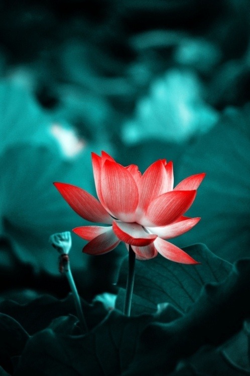 thepaintedbench:  Red Lotus