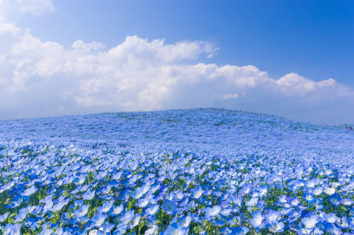 The beautiful blue flower fields of Hitachi Seaside Park are currently in full bloom!