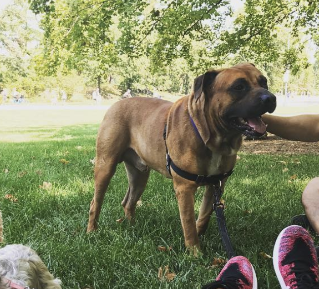 tj-593:  tj-593:I’m dog sitting for 10 days starting this Friday and I am already