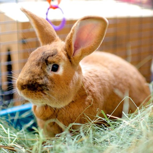 thedogist:Jimmy Stewart, Rabbit, Kanab, UT • “Each rabbit poops about 360 times a day.&rd