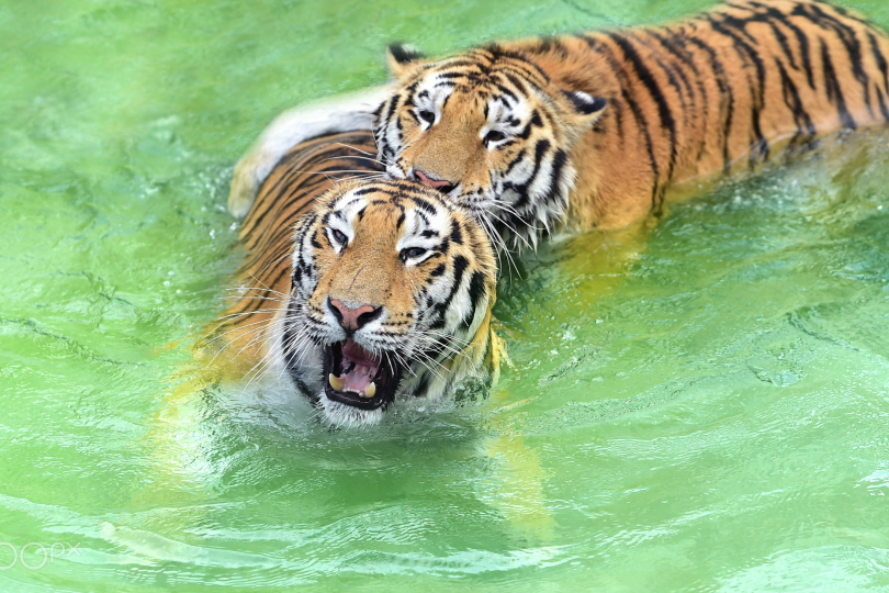 tulipnight:  Summer time by  Ryu Jong soung 