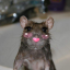 fleshyrat