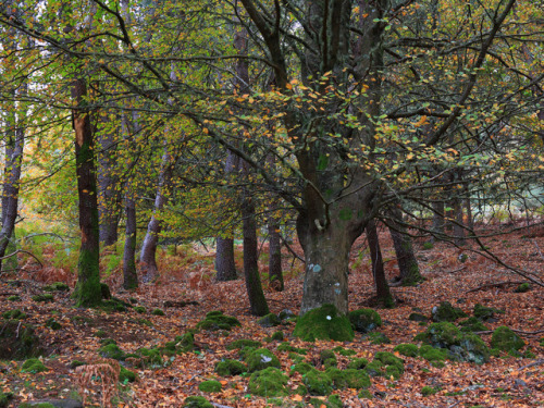 Fall at Montado do Pereiro by Ricardo Pestana Facebook | 500px | Instagram