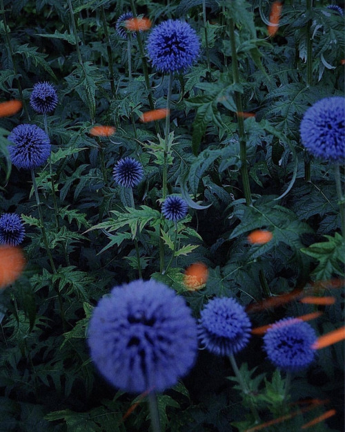 Echinops, Globe Thistle