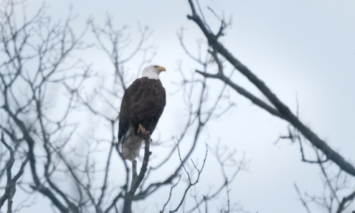 A couple of photos from Goose Pond, IN. My first capture of the bald eagle and sandhill cranes. Goos