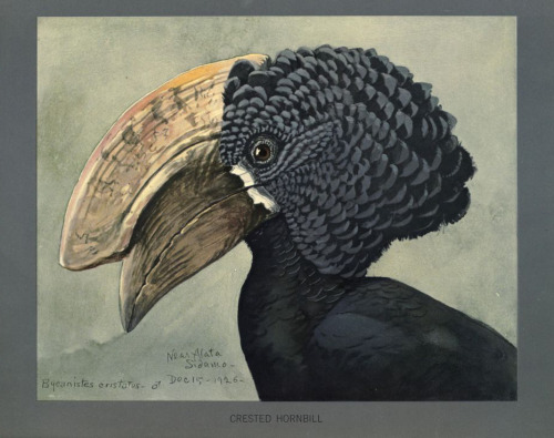 Louis Agassiz Fuertes, paintings for Album of Abyssinian birds and mammals, 1930. Field Museum of Na