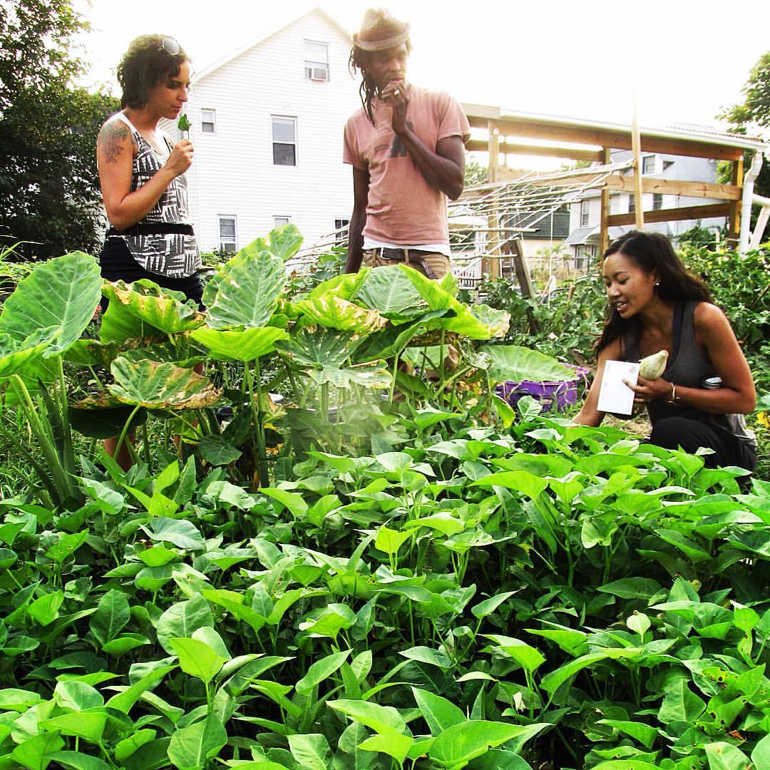 Resilient Roots Farm of Boat People SOS. Foreground: Rau Muong aka Water Spinach aka Ipomoea aquatica. Taller plants: Taro aka Colocasia esculenta. People: Kristin (our dear friend), Chris (my partner), Lan (leads Resilient Roots). I learned today...