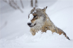 sisterofthewolves:Picture by Peter LindelEurasian wolf (Canis lupus lupus)