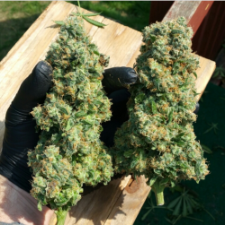 massrootsapp:kmanndahouse03 trimmin up some lovely nugs of Master Kush ^_^