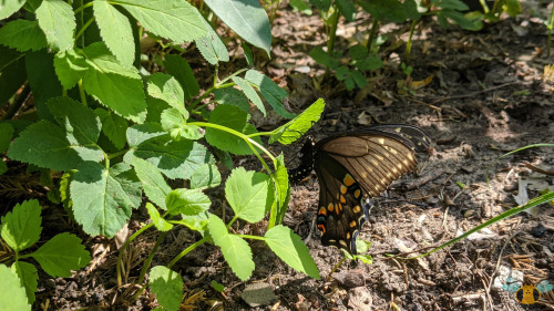 Eastern Black Swallowtail - Papilio polyxenesThe days are getting warmer and sunnier in Toronto whic