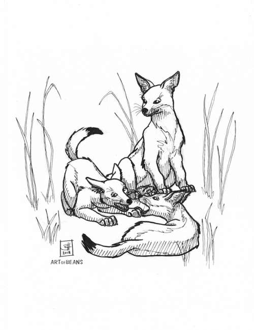 (Very belated) day 20: jackalJackal pups, more specifically. Had the privilege of seeing three of th