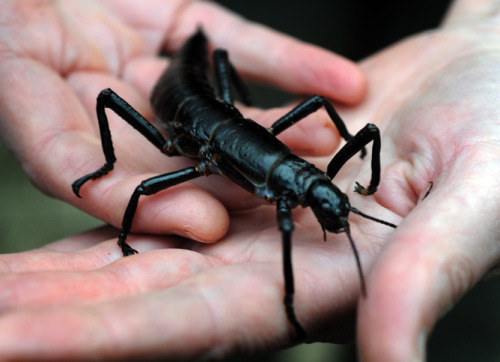 Lord Howe Island Stick Insect (Dryococelus australis) Ball’s Pyramid is a narrow, jagged island off the coast of Australia, slicing half a kilometre into the air. The remains of a volcano, it sits roughly 23 km from Lord Howe Island, where once