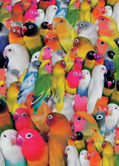 domsebastian:collage of parrots (maybe lovebirds???)