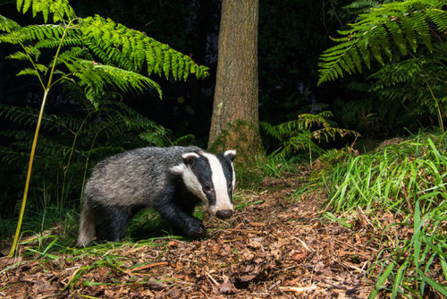 Sex :  Badgers by James Warwick  pictures