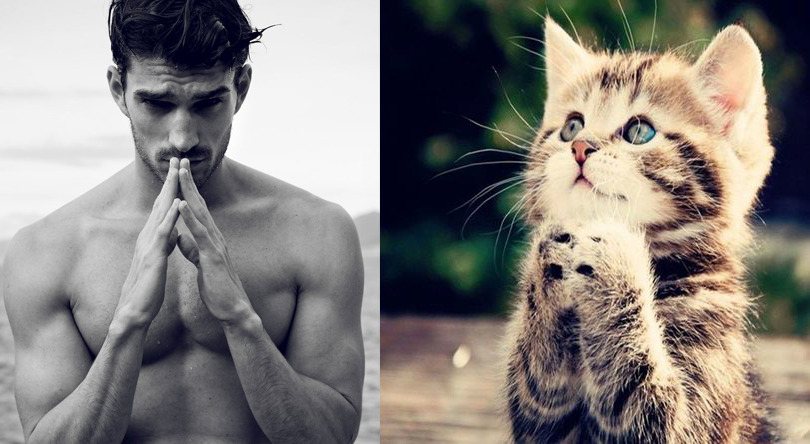 Des Hommes et des Chatons