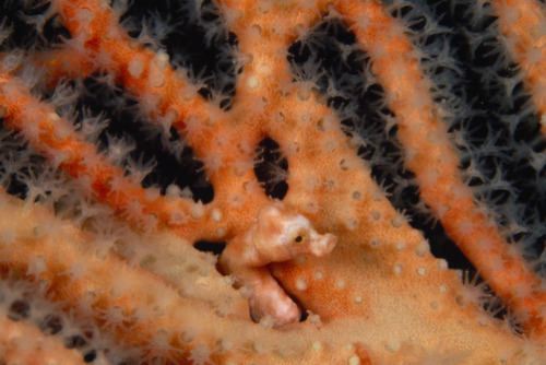 thelovelyseas:  Denise’s pygmy seahorses David Doubilet 