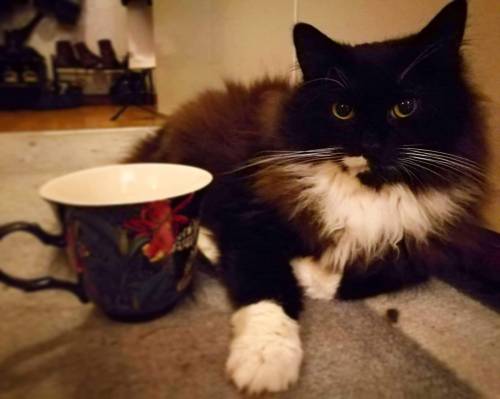 supermodelcats:Picasso, our supermodel                  ~^^~Do you want coffee with your cream?~^^~