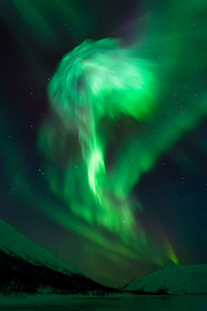 tulipnight:  Aurora mushroom by TerjeLM on Flickr.