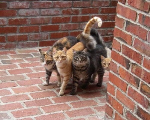 hitmewithcute