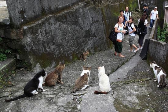 Houtong Cat Village - How a Few Purring Felines Saved a Dying Community
http://www.odditycentral.com/travel/houtong-cat-village-how-a-few-purring-felines-saved-a-dying-community.html
“ ”