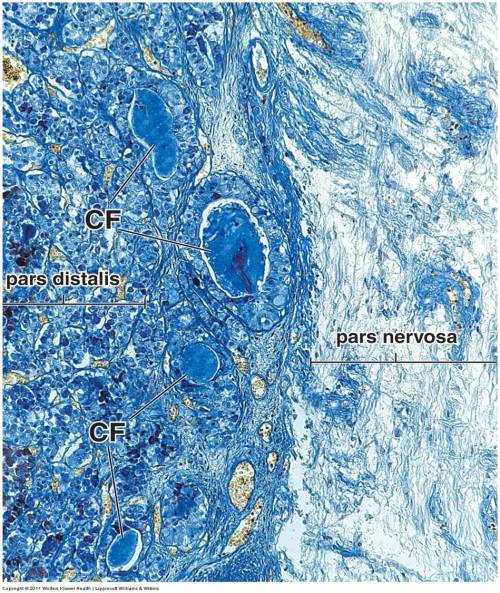 themedicalchronicles:This picture of the pituitary gland is in one of the Histology lectures, and we