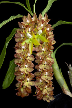 orquidofilia:    Cycnoches barthiorum with male (orange) and female (green) flowers.   Orchidaceae: Catasetinae. By Richard Noel. [x] 