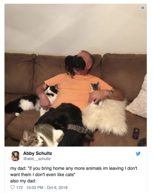 spaceiissaa:  catsbeaversandducks:  10 Dads Who Didn’t Want A Cat  Via BuzzFeed  @salteds